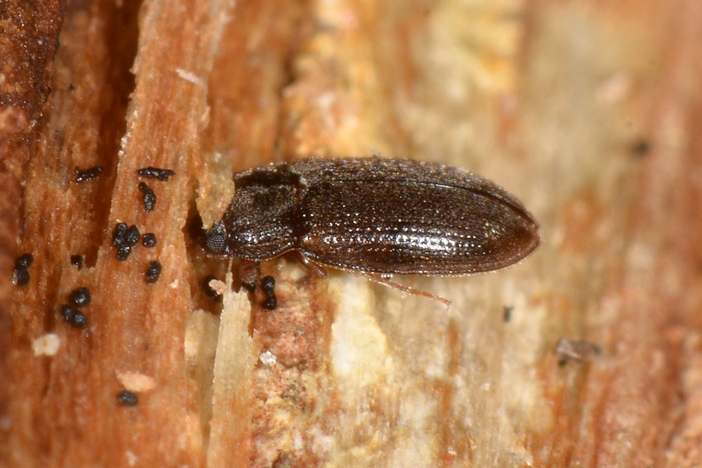 Biphyllidae anche lui?  S !  Biphyllus frater